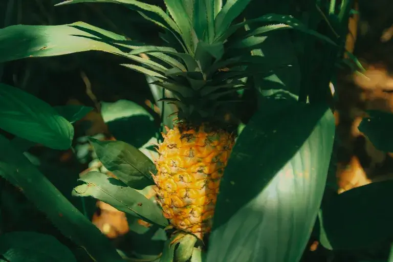 uprawa ananasów
