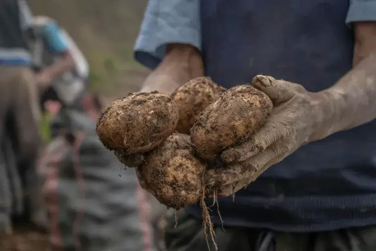Jak sadzić ziemniaki w worku?
