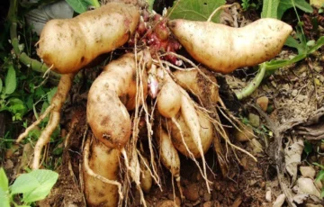 yacon uprawa