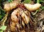 yacon uprawa