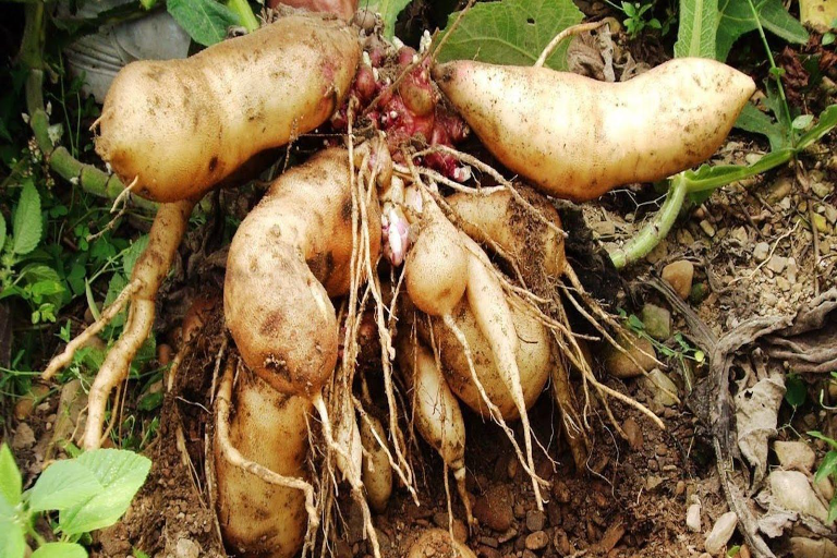 yacon uprawa
