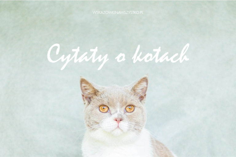 Cytaty o kotach