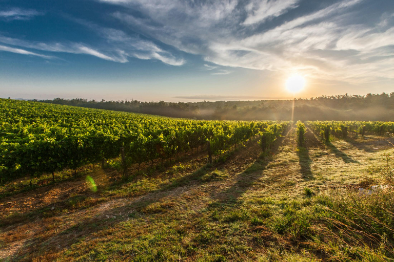 terroir