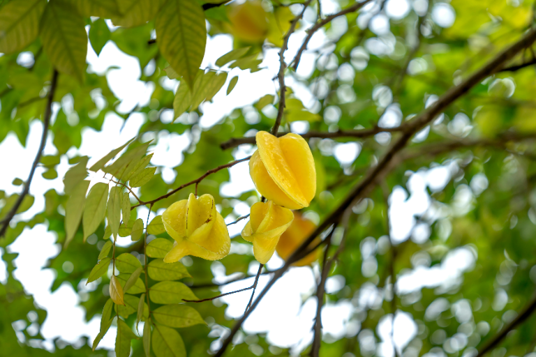 karambola owoc